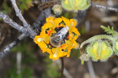Alloscirtetica