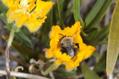 Alloscirtetica