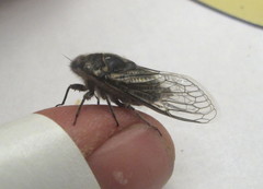 Alarcta quadrimacula