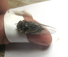 Alarcta quadrimacula