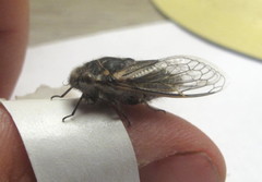 Alarcta quadrimacula