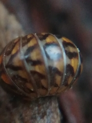 Glomeris intermedia