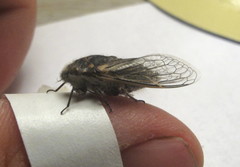 Alarcta quadrimacula