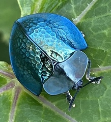 Cyrtonota