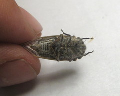 Alarcta quadrimacula