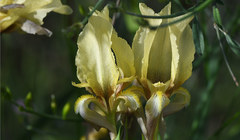 Iris reichenbachii