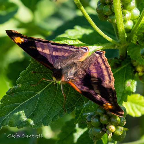 Pavon Emperor photo 2