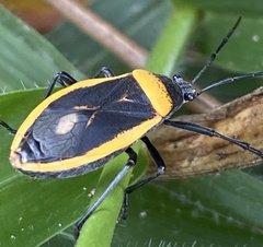 Largus cinctiventris