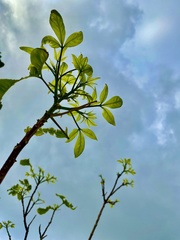 Crateva adansonii formosensis