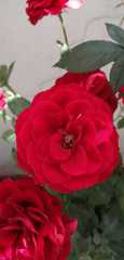 Rosa
