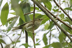 Phylloscopus borealis