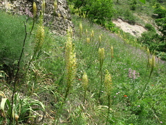Eremurus spectabilis