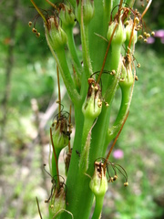 Eremurus spectabilis