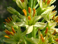 Eremurus spectabilis