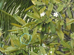 Pseudosphinx tetrio
