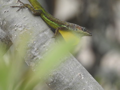 Anolis extremus
