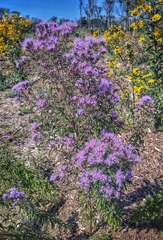 Chromolaena pulchella