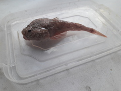 Benthophilus stellatus