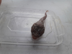 Benthophilus stellatus