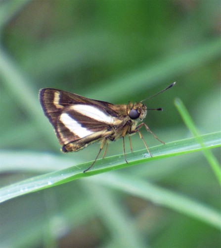 Hansa hyboma