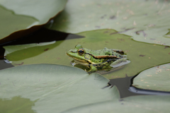 Pelophylax fukienensis