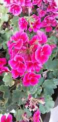 Pelargonium