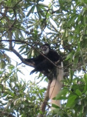 Colobus caudatus