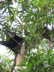 Colobus caudatus