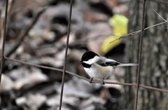 Poecile atricapillus