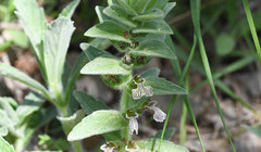 Ajuga laxmannii