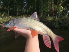Moxostoma macrolepidotum