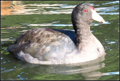 Fulica americana