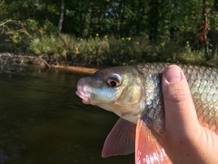 Moxostoma macrolepidotum