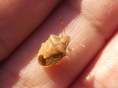 Peribalus strictus strictus