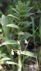 Ajuga laxmannii