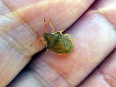 Peribalus strictus strictus