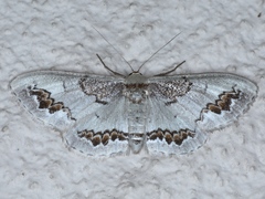 Dithalama cosmospila