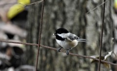 Poecile atricapillus