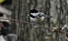 Poecile atricapillus