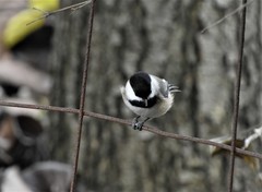 Poecile atricapillus