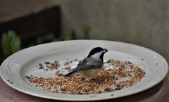 Poecile atricapillus