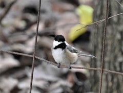 Poecile atricapillus