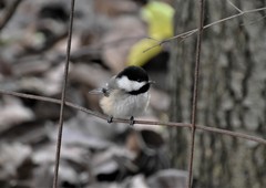 Poecile atricapillus