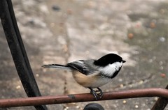 Poecile atricapillus