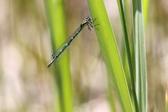 Coenagrion