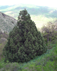 Juniperus polycarpos