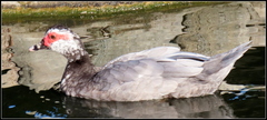 Cairina moschata domestica
