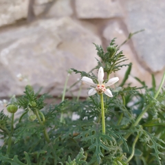 Blumenbachia insignis