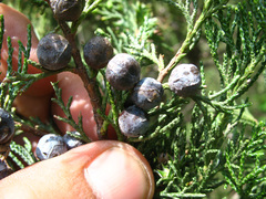 Juniperus polycarpos