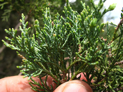 Juniperus polycarpos